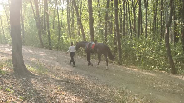 Beautiful Black Horse with Woman Walking Near in the Park.