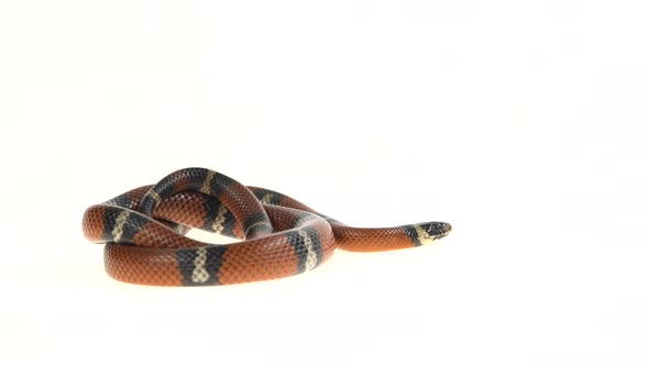 Sinaloan Milk Snake, Lampropeltis Triangulum Sinaloae, in Front of White Background