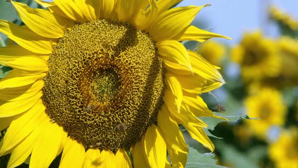 View of sunflower blowing in a lite breeze on a sunny day