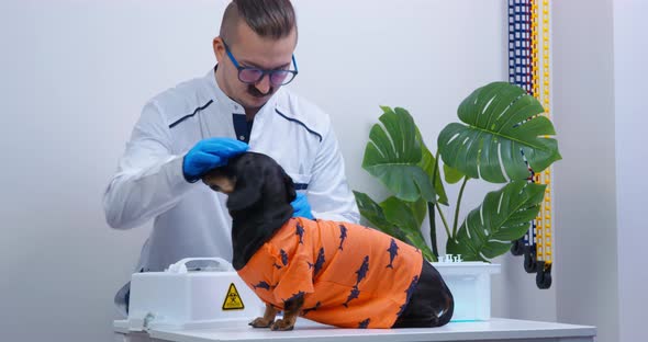 Mustachioed Male Doctor in Glasses and in Sterile Gloves is Preparing to Examine Cute Frightened