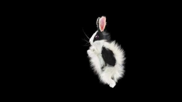 Rabbit Dancing HD