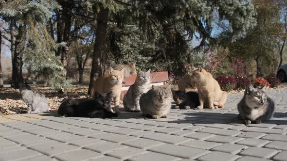 Lot of Stray Cats are Sitting Together in a Public Park in Nature Slow Motion