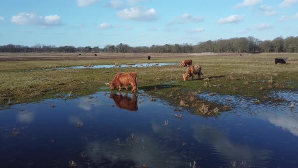 Auroch walking in lake Wasmeer in Hilversum and Laren, the Netherlands. Reflections in lake.