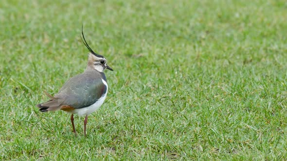 Lapwing on a short grassy field stepping forward and stooping to catch a earthworm.