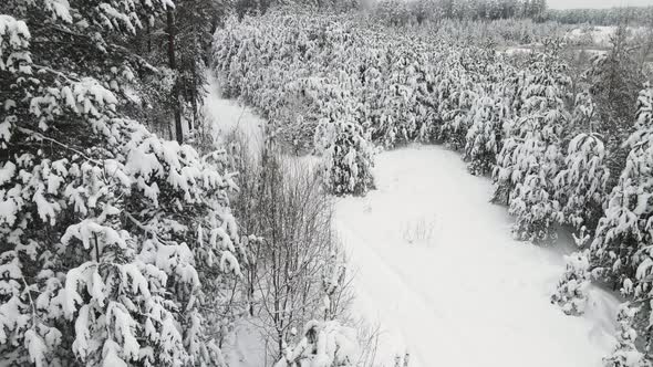 Mysteriously Snowcovered Winter Forest in Cool Weather Aerial View