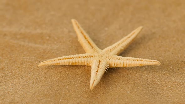 White, Starfish, Sea, Rotation, Closeup