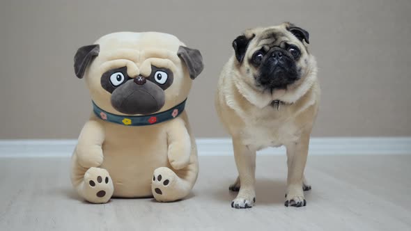 Friendly Pug Standing with a Toy Dog Friend and Looks Surprised Into the Camera