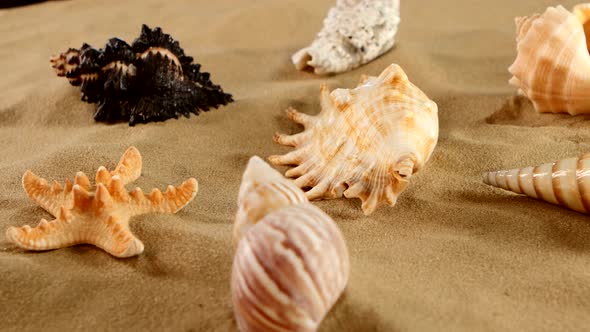 Beautiful Different Sea Shellsand Starfish on Beach Sand, Black, Rotation