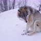 Magnificent Wolf in Beautiful Winter Forest Cleaning Himself - VideoHive Item for Sale