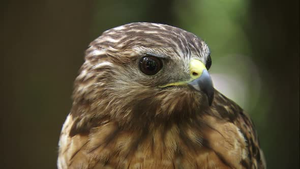 close up shot of red tailed hawk