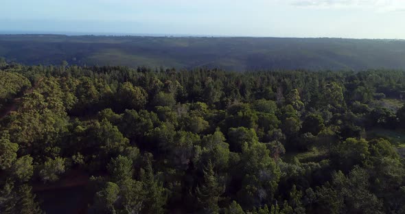 Green dense forest 4k