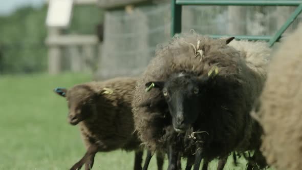 CLOSE UP Hilarious slow motion shot of Ouessant sheep running in 60fps