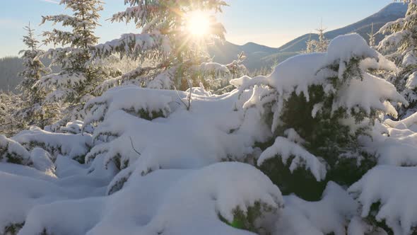 Camera Moves Slowly Between Branches of Snowcovered Fir Trees