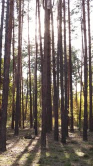 Vertical Video Autumn Forest with Trees By Day