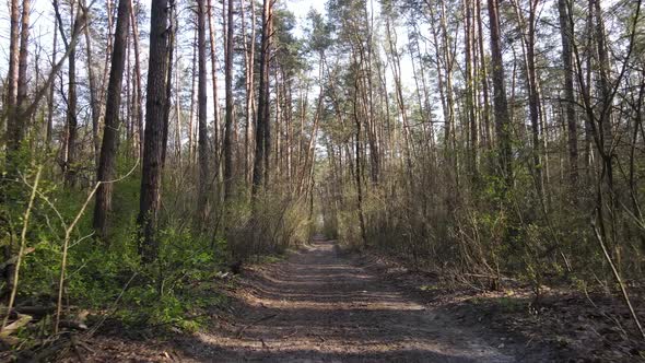 Aerial View of the Road Inside the Forest