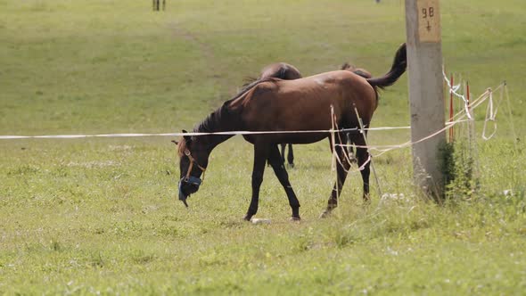 Beautiful Brown Horses Graze and Eat Grass in the Fenced Areas of the Ranch and Ward Off Insects