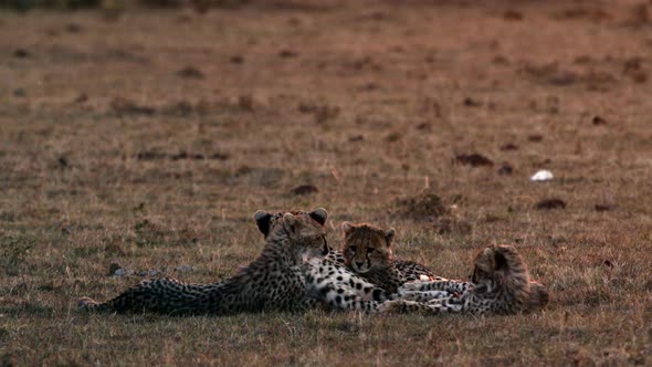 Cheetah puppies are resting in the meadow