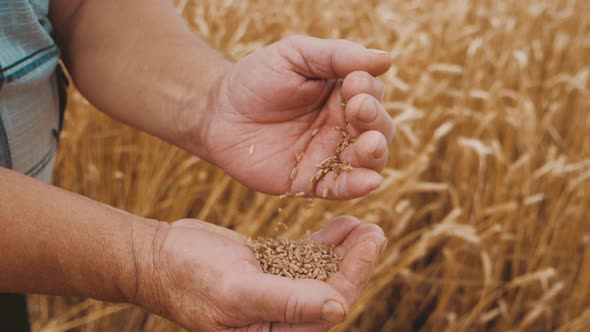 Farmer Pours Wheat From Hand To Hand on the Background of a Wheat Field. Agriculture and Harvesting