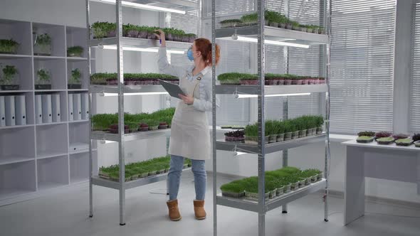 Woman Wearing Medical Mask Examines Growth Conditions of Organic Plants in a Container on Shelves in