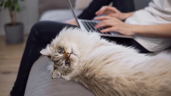 Funny Cat Looking at the Camera While Owner Working on Laptop on Background