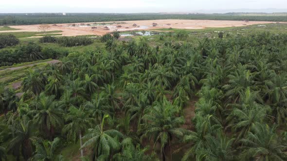 Aerial view land clearing of oil palm tree 