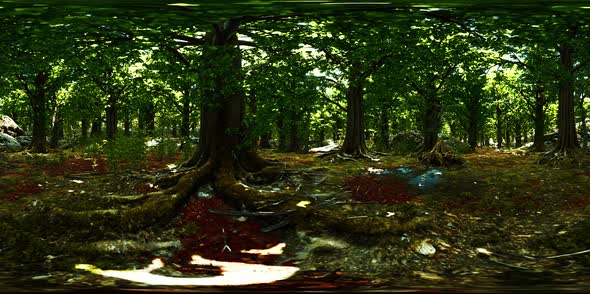 VR360 Primeval Forest with Mossed Ground