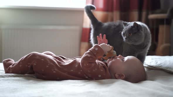 Adorable Cat British Shorthair Race and Baby Four Months Old Lying on Bed in Bedroom with Cat