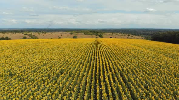 Aerial Drone View of Sunflowers Field. Rows of Sunflowers on a Hill