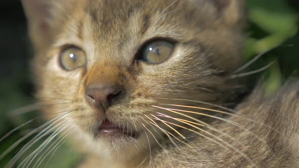 Little cat bored resting in the grass 4K 3840X2160 UHD footage - Kitten in the grass shallow DOF 4K 