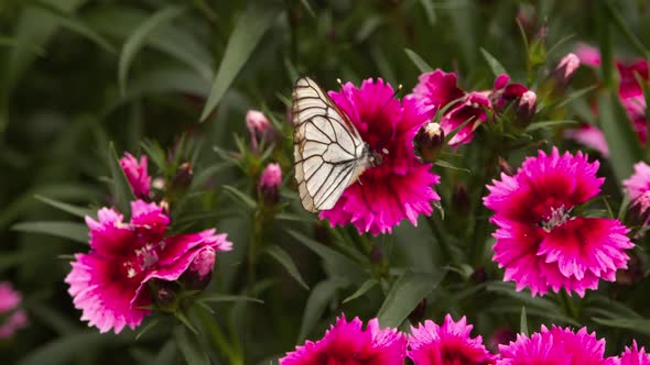 Black Veined White Butterfly