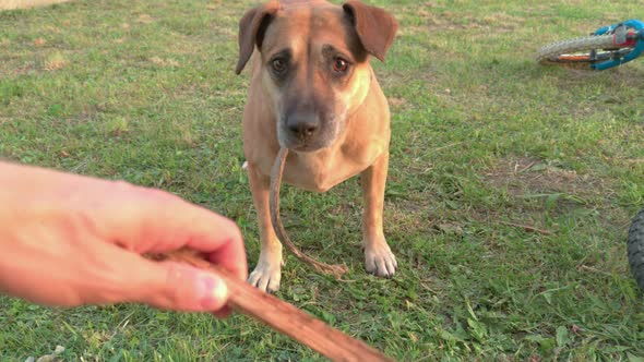 Dog Play With Stick