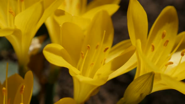 Panning over  yellow crocus   stigmas and petals 4K 2160p 30fps UltraHD footage - Sternbergia lutea 