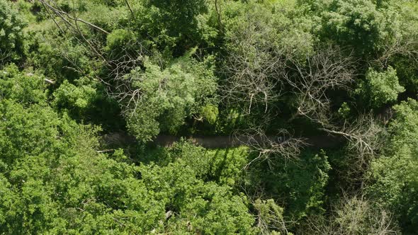 Backpacker walking path in green forest in summer, tracking drone shot