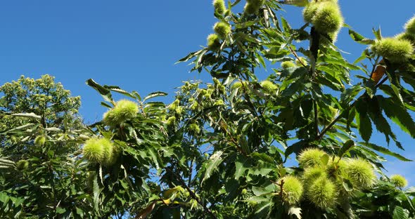 Chestnut tree, Saint Martin de Lansuscle, The Cevennes National park, Lozere department, France