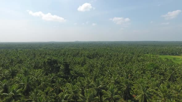 Rising Above A Coconut Plantation