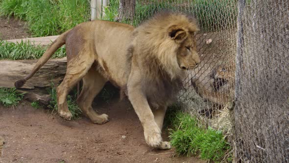 male lion tension between zoo cages
