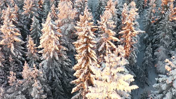 Birds Flying From Snowy Tree Tops By Drone