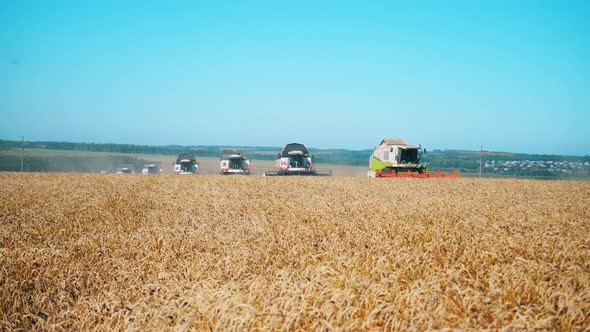 Rye Field with the Harvesting Machines in It