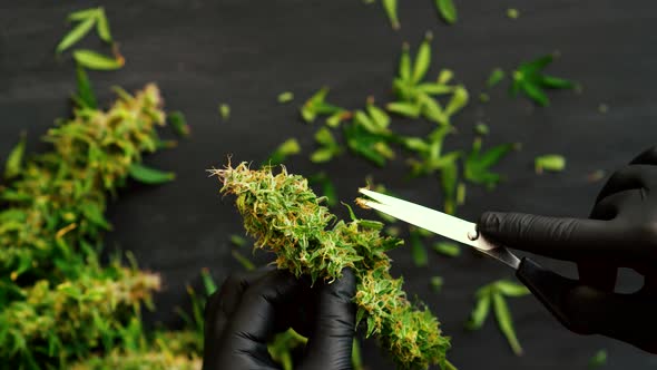 A Man Grower Is Trimming Fresh Harvest Cannabis Buds. Marijuana Close Up, Top View