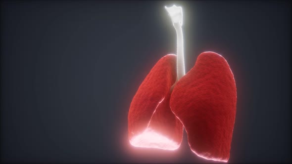 3d Animation of Human Lungs alt