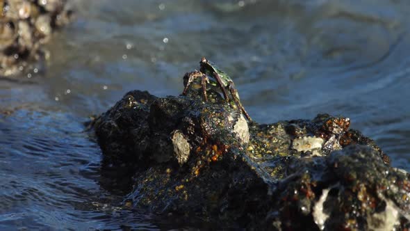 Crab on the Rock at the Beach