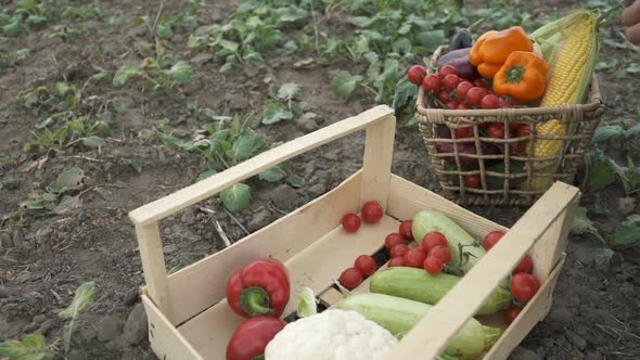 Farmer Holding a Box of Freshly Picked Organic Vegetables