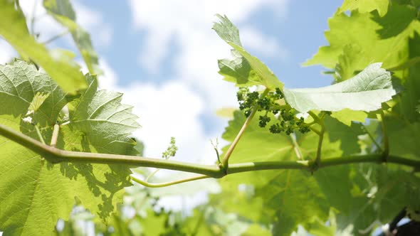 Plantation of young grapevines  close-up 4K 2160p 30fps UltraHD footage - Green Vitis plant with tin