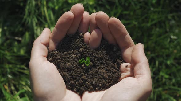 Trefoil Grows Up From the Ground in the Hands