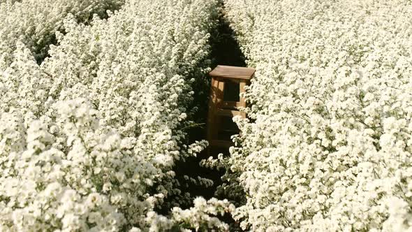 A wooden chair in a white cutter flowers garden