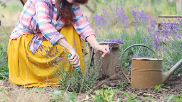 Girl Cutting The Lavender Flowers 3
