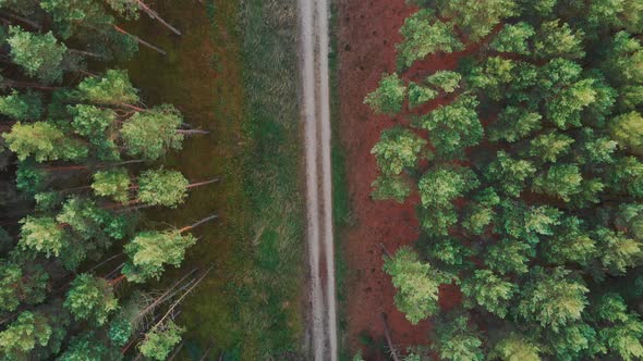 Path in dark forest