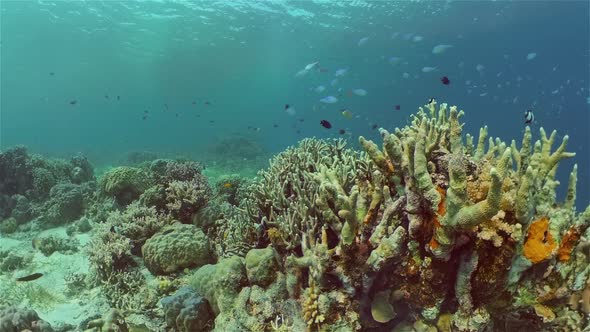 Coral Reef with Fish Underwater