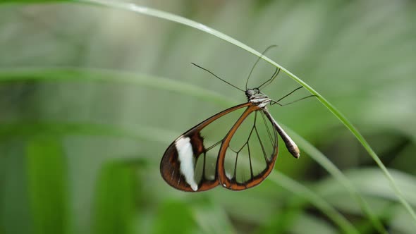 Close up shot of Glasswing Butterfly (Greta Oto) upside down