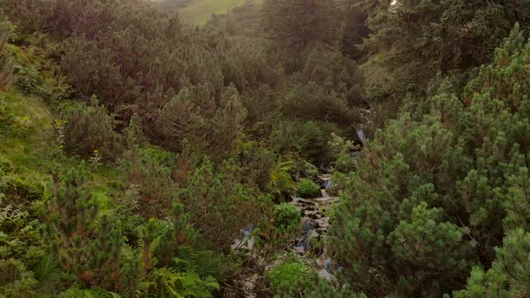 Fast Water Stream in Mountain River in the Forest